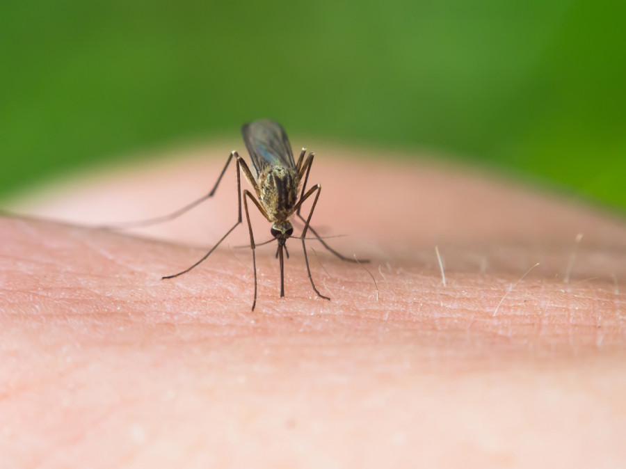 mosquito zika Europa España mediterráneo