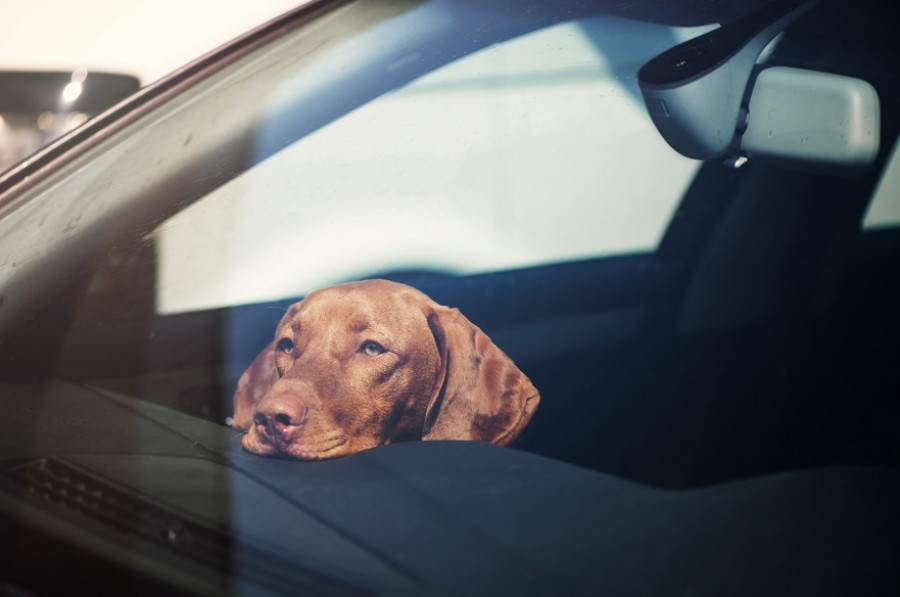 Perros coche verano