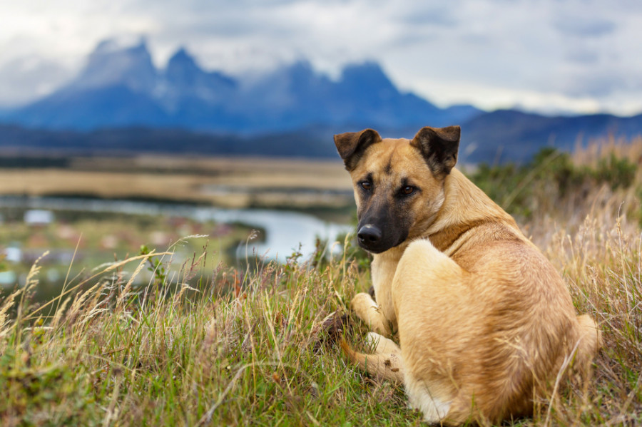 anquilostoma canino