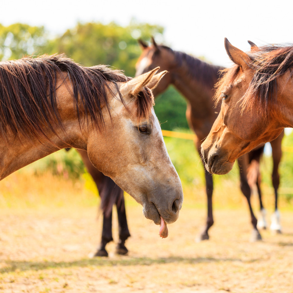 Crean prueba de ADN que identifica la enfermedad de Lyme en caballos