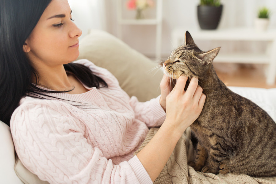 gatos mascotas msd animal health
