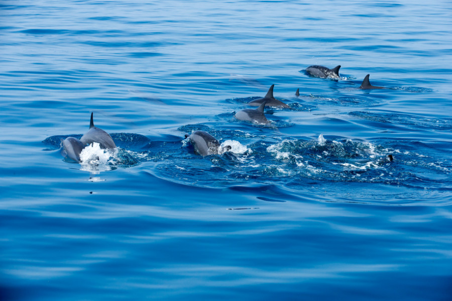 delfín IUSA mamíferos marinos cetáceos