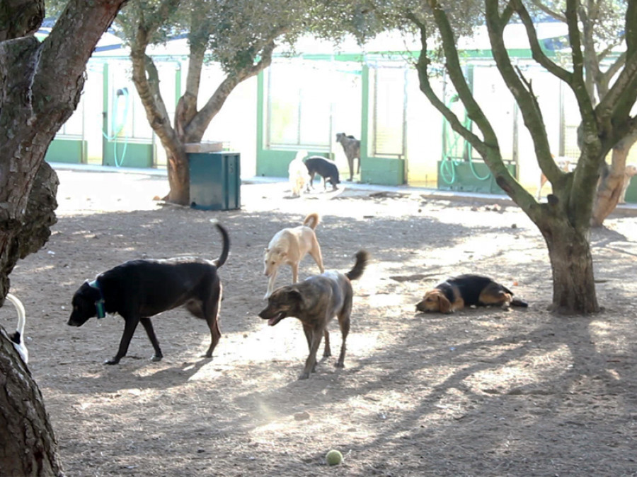 Refugio perros núcleo zoológico