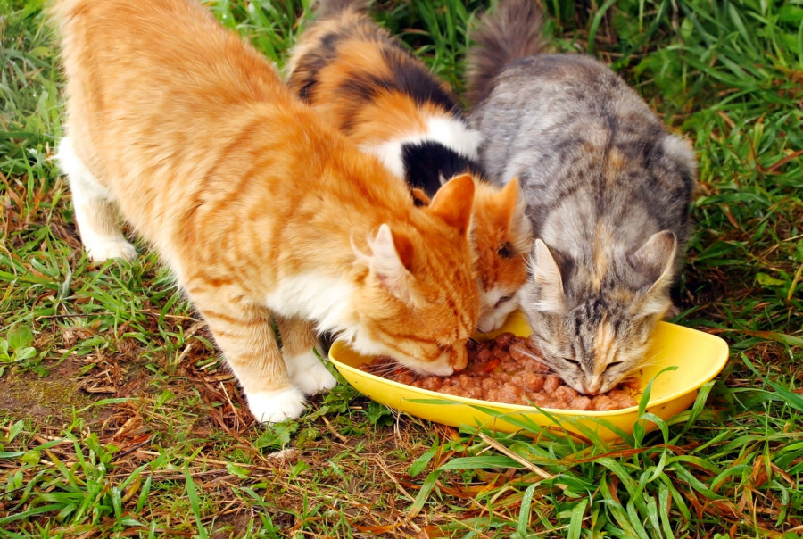 síndrome de disfunción cognitiva gatos