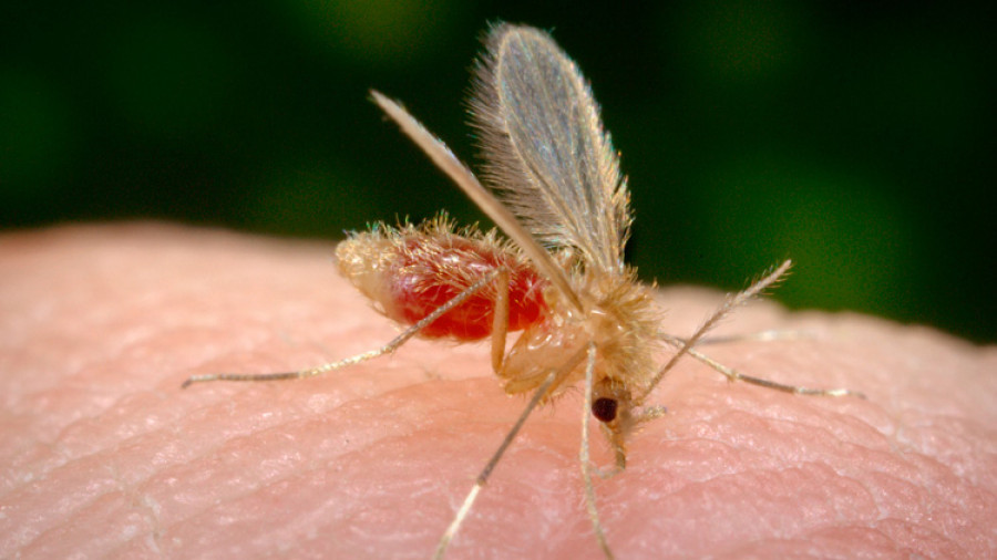 leishmaniosis