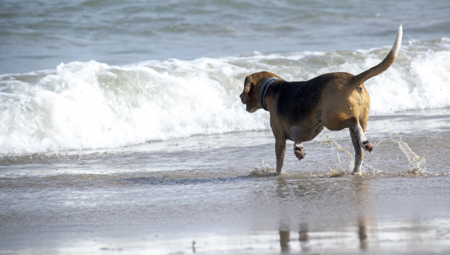 perros playas intoxicaciones agua salada