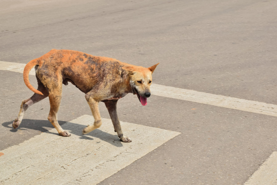 zoonosis enfermedades animales