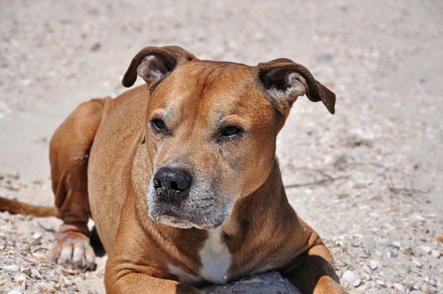 consejos perros verano calor