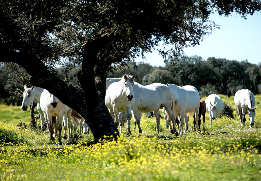 Piara de yeguas. Autor Carlos Núñez. año 2013 tcm30 118467
