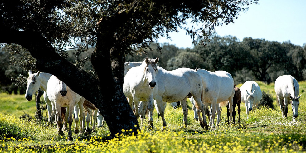 Actualizan el Programa de cría del caballo de Pura Raza Española