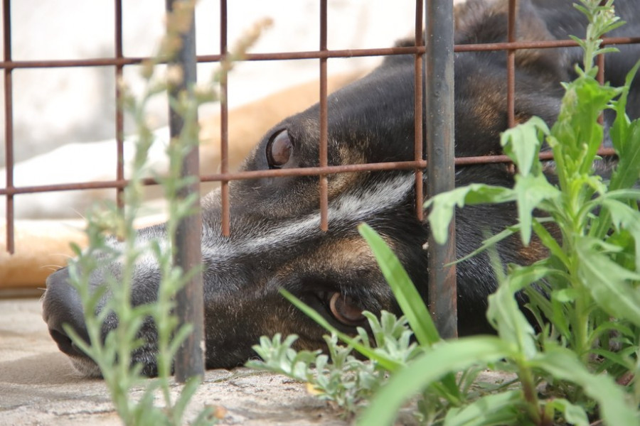 maltrato animal denunciar