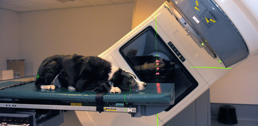 Perro scaner especialista veterinario