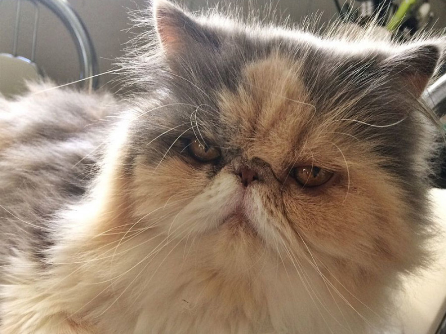 Gato braquicéfalo