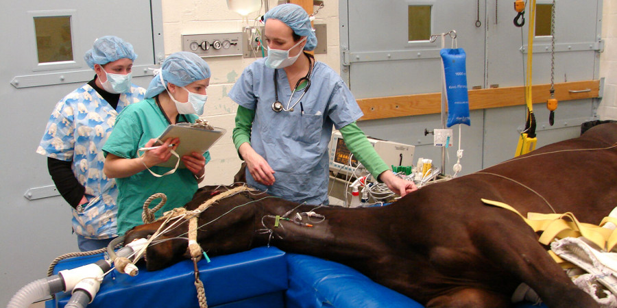 Anestesia animales