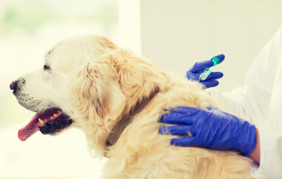 vacunas veterinarias perros