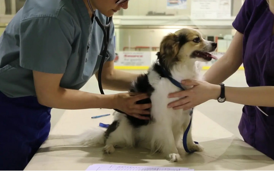 Especialista veterinaria