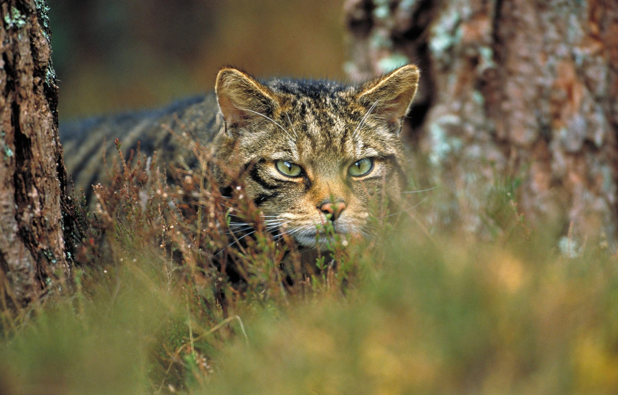 Gato Montes Escocia