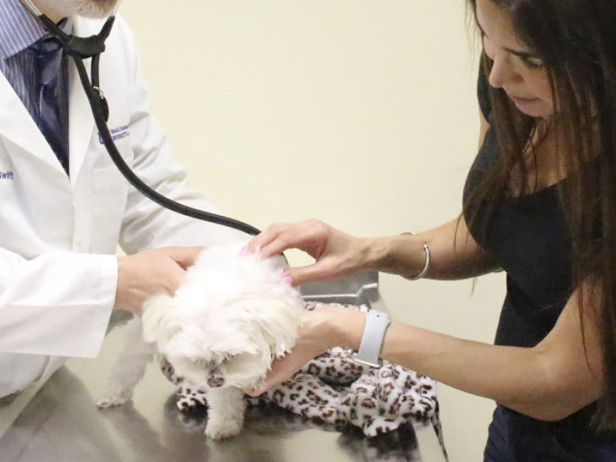 Día cancer oncología perros