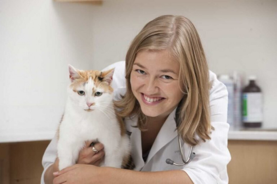 Alimentar gatos