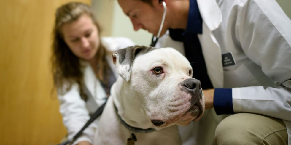 Las enfermedades cardíacas, un problema común entre los perros