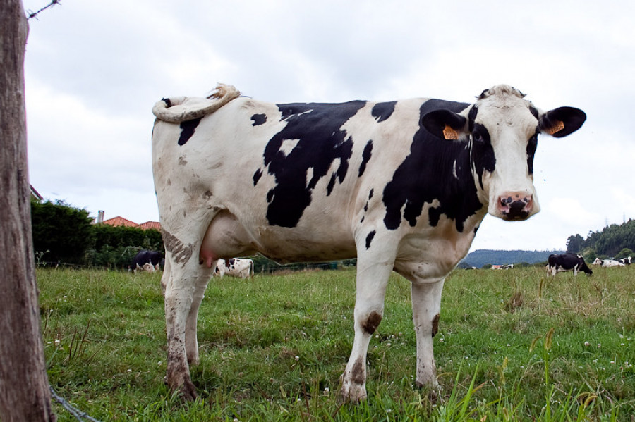Vacas dermatitis