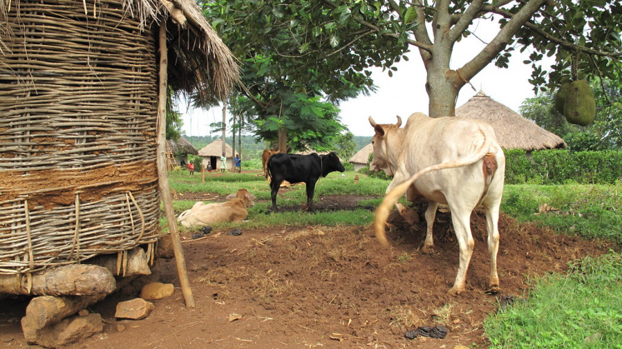 zoonosis