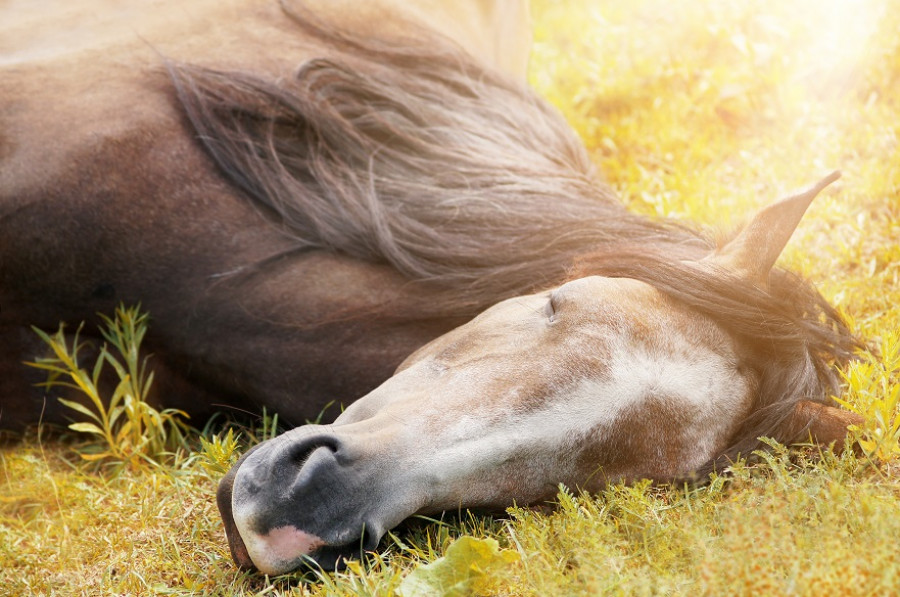 Caballos sueño