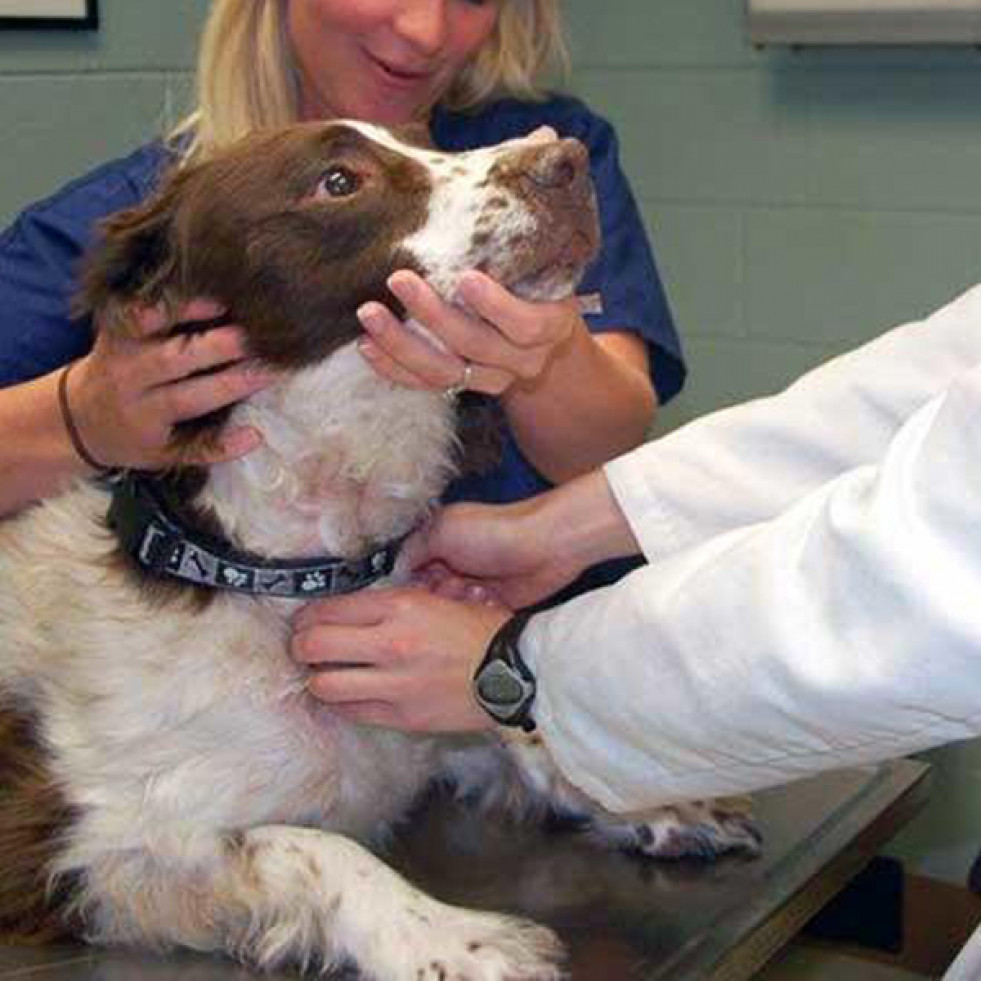 La terapia anti-androgénica mejora el tratamiento del cáncer de mama inflamatorio canino