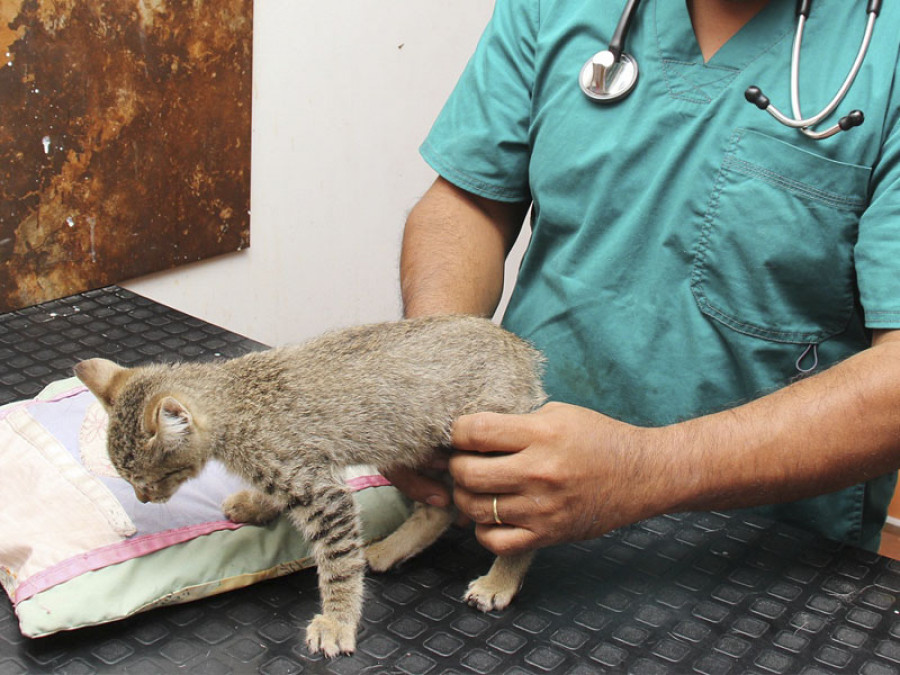 Gatos veterinario ligamento craneal