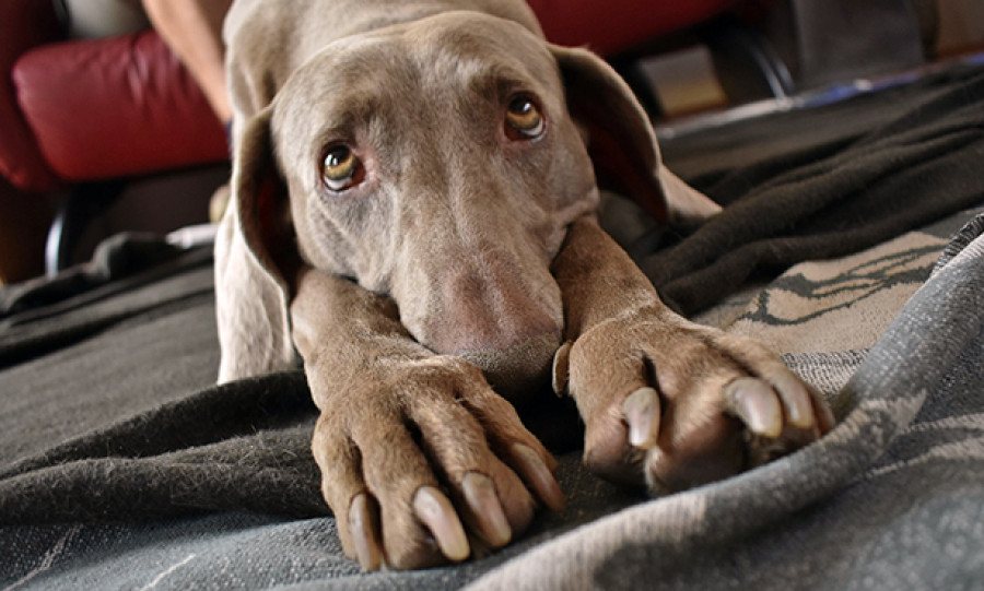 TRASTORNO GASTROINTESTINAL EN PERROS Y GATOS