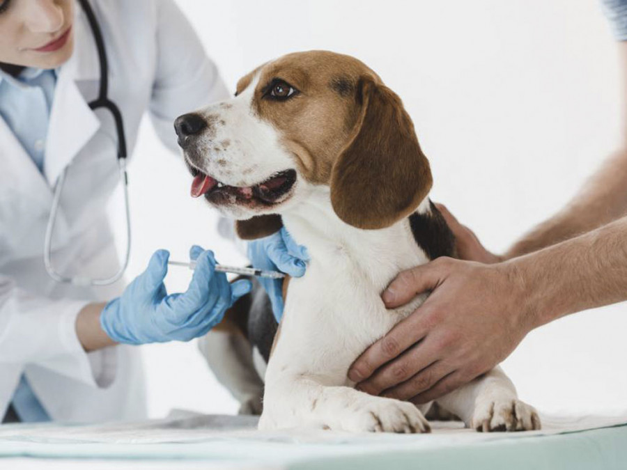 tratamientos obligatorios perros gatos