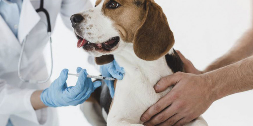 ¿Cuáles son los tratamientos obligatorios en animales de compañía?