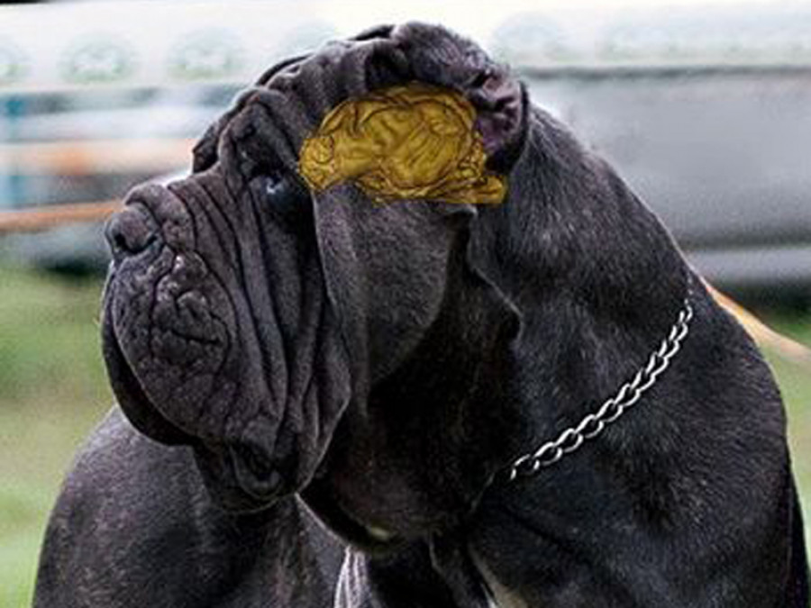 Cerebro canino