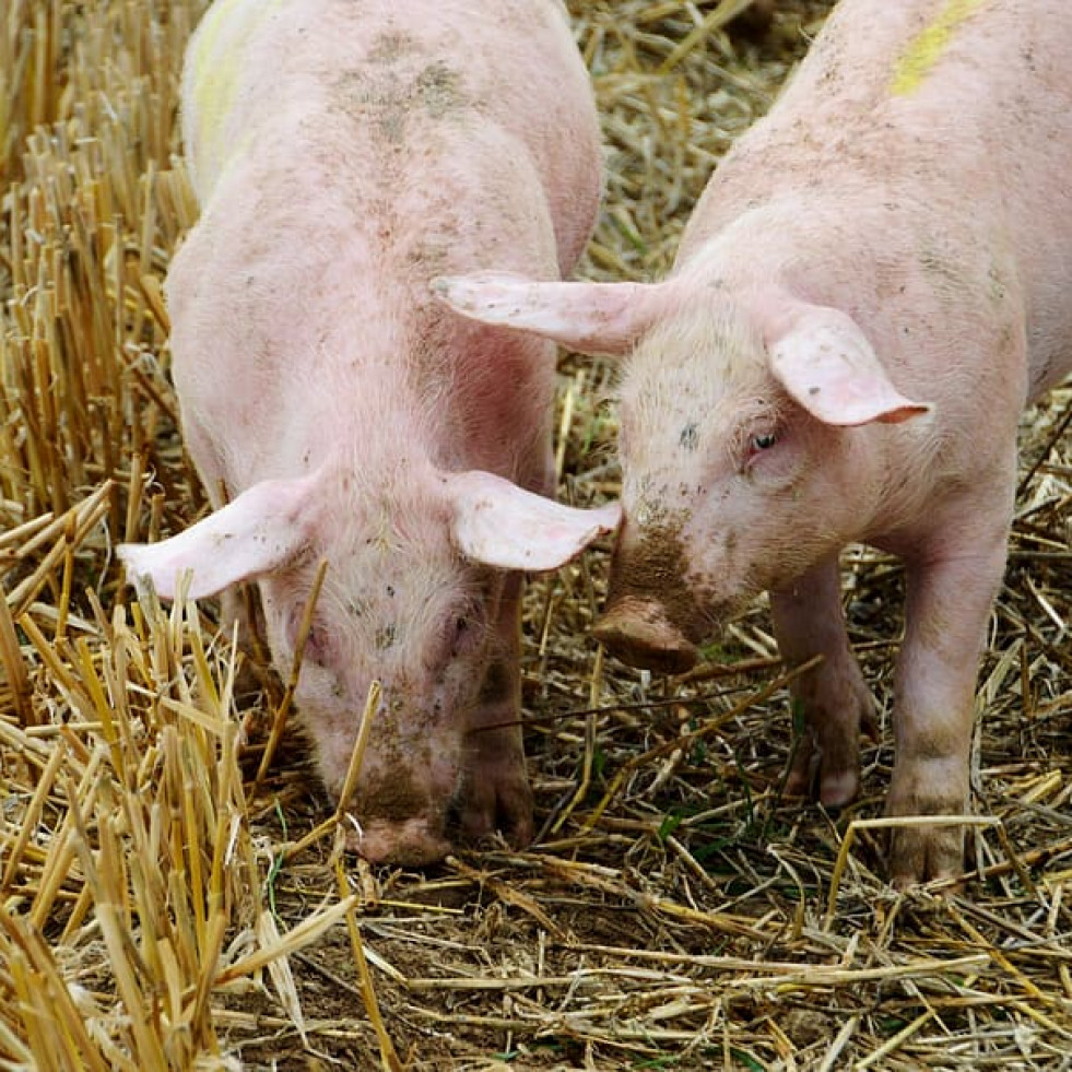 MSD obtiene el registro de uso simultáneo para hacer frente a 4 importantes patógenos porcinos