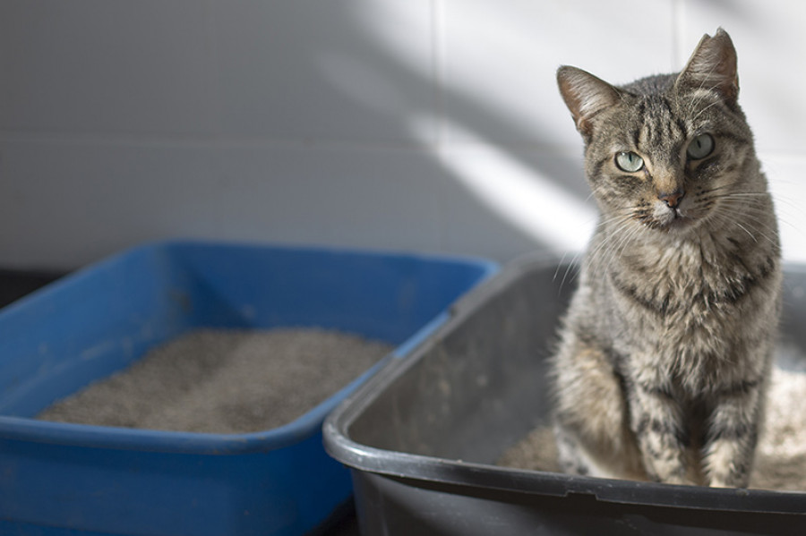 Gato caja arena