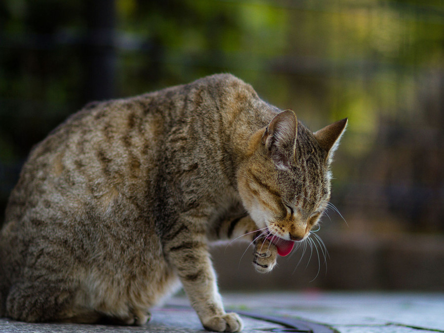 Alopecia gato