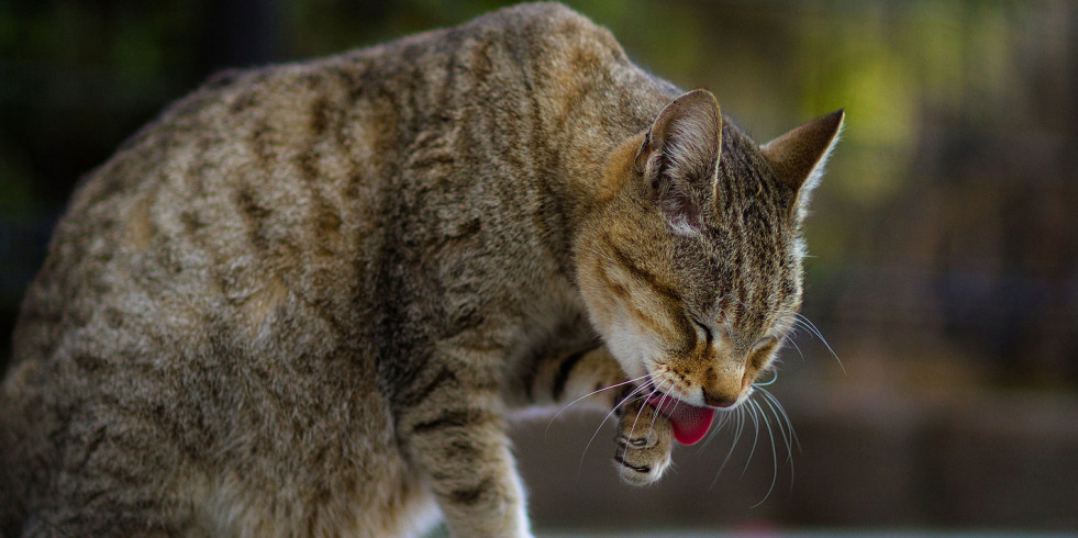 Estimulo olfativo para combatir el estrés en los gatos