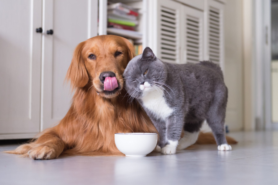 petfood pienso comedero inteligente