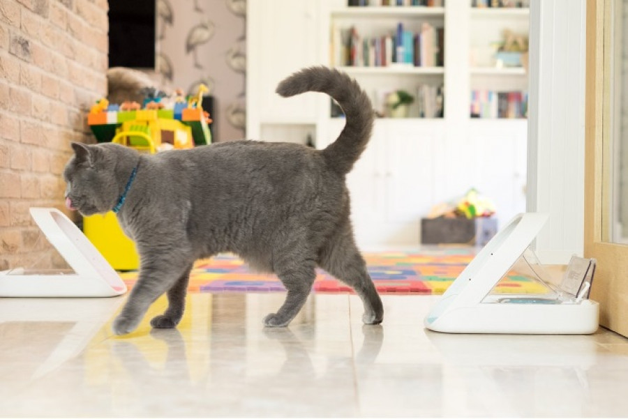comedero inteligente sure petcare