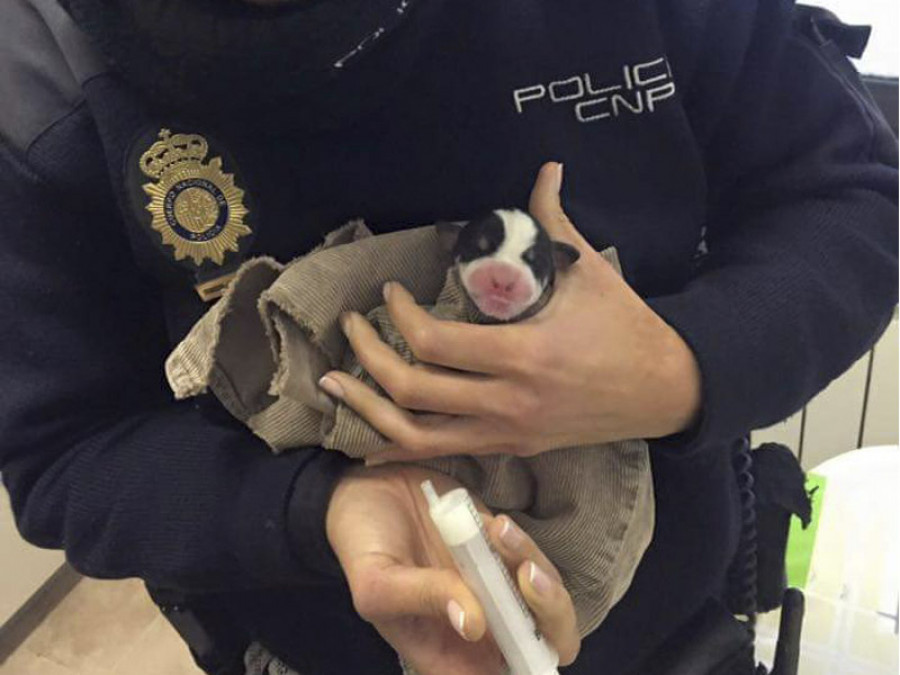 Apda policía animales