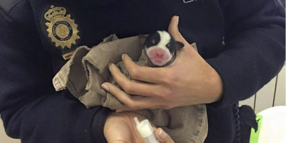 Desarticulan un entramado criminal dedicado a estafar mediante anuncios de venta de mascotas