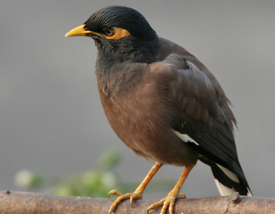 miná común especie invasora