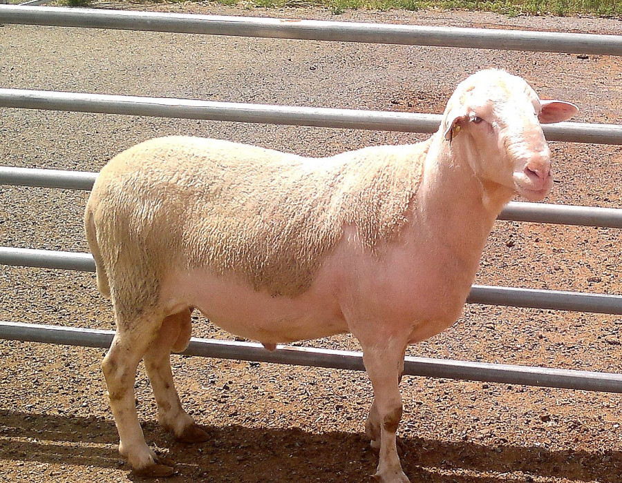 oveja RASA ARAGONESA