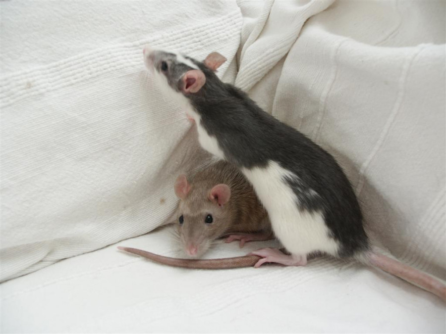 Hantavirus ratas ratones