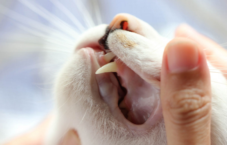 Reabsorción dental gatos