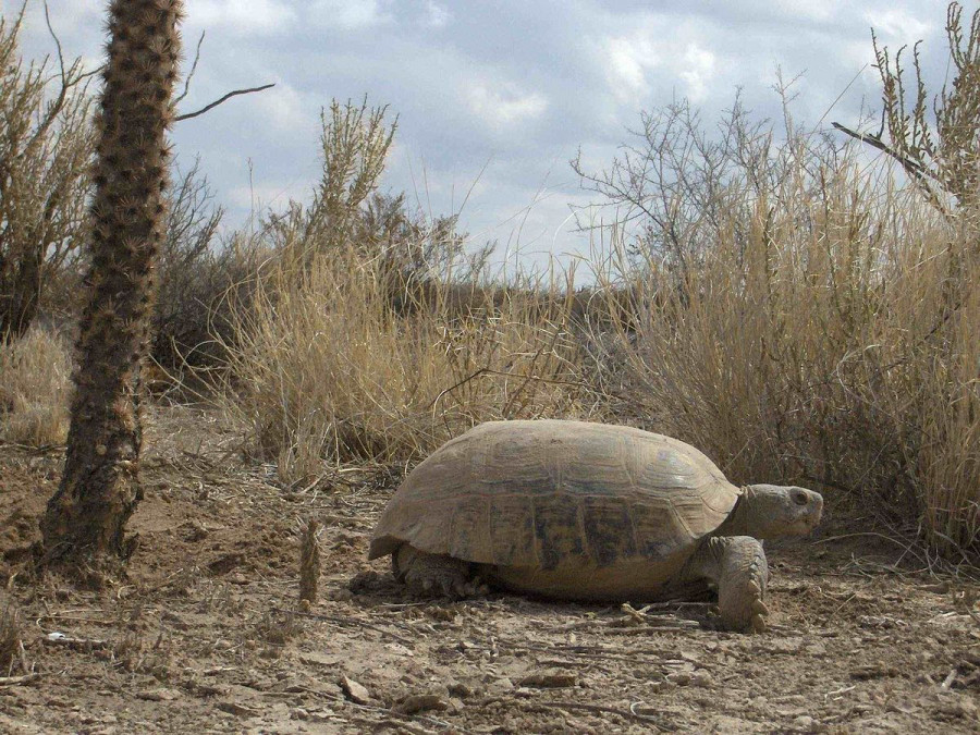 Tortuga bolsón