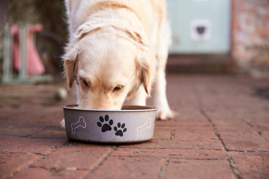 Miocardiopatía dilatada perros