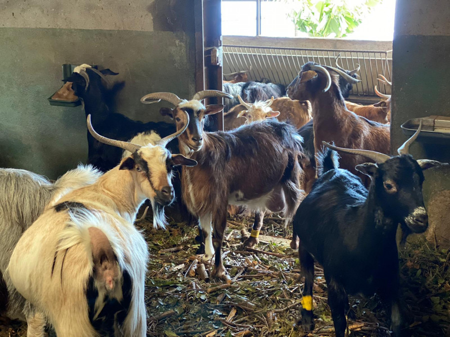 Explotacion ganadera ganadería cabras