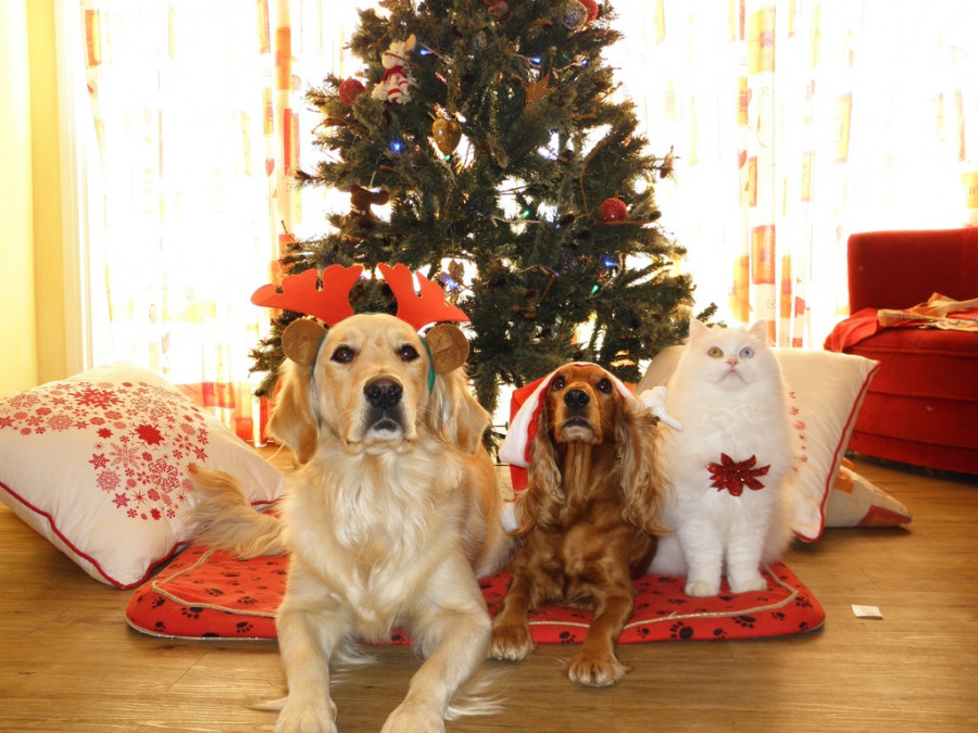 concurso fotografía navidad