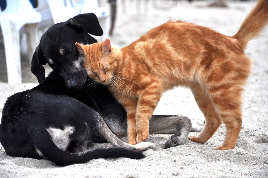 colesterol perros gatos